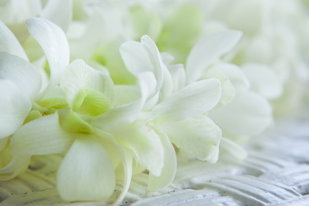 Orchid petals Being prepared is used in wedding ceremonies.の写真素材