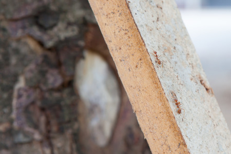 Red antの写真素材