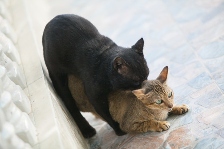 Two cute kittens playing