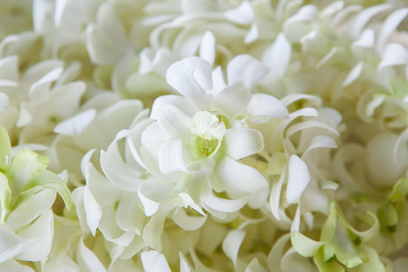 Orchid petals Being prepared is used in wedding ceremonies.の写真素材