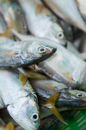 Fresh Fish on a Market on Phuketの写真素材