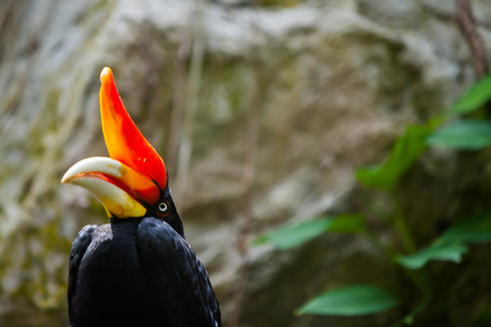 hornbill bird on green natural backgroundの写真素材
