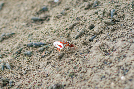 Fiddler Crab in the mangrove at Thailand