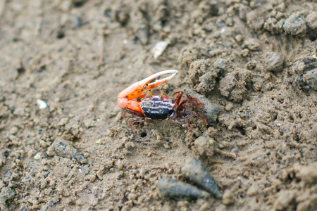 Fiddler Crab in the mangrove at Thailand