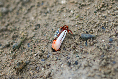 Fiddler Crab in the mangrove at Thailandの写真素材
