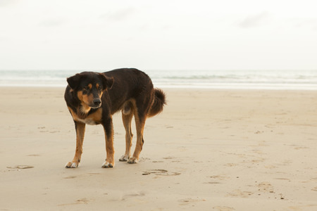 Stray dogs on beach in the eveningの写真素材