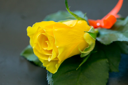 Yellow Roses For the groomsman in the weddingの写真素材