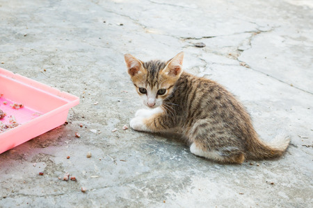 little cat sitting  in one of towns.Thailandの写真素材