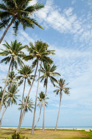 Palm trees against blue sky in samui Thailandの写真素材