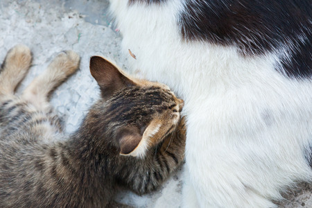 cat lying on the floor and feeds the kittenの写真素材