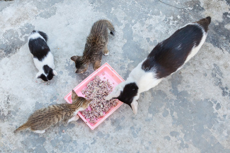 homeless cat and little kitty eating rice on dish(Focus on rice)の写真素材