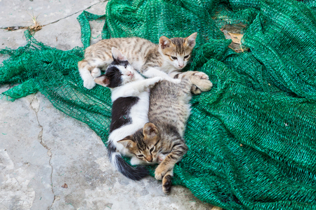Kitten playing with a mesh that was put aside.の写真素材