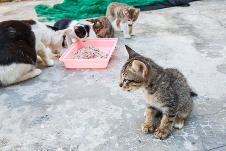 homeless cat and little kitty eating rice on dish(Focus on rice)の写真素材