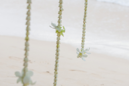 Wedding floral decorations on the beach in Thailandの写真素材