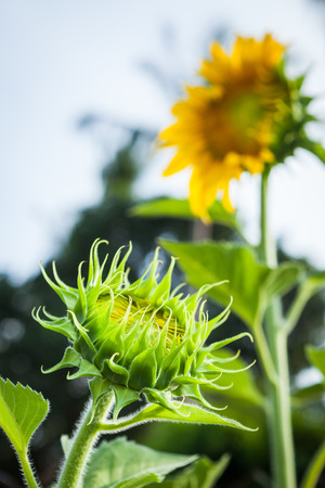 sun flower at Koh Samui in Thailandの写真素材