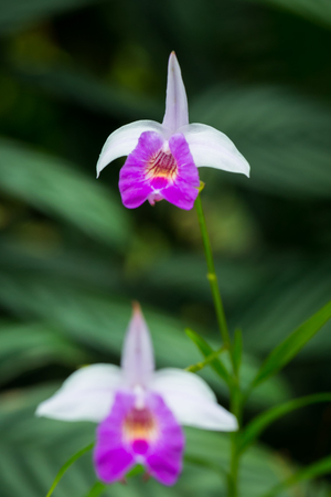 Beautiful flowers in the garden in Singapore.の写真素材