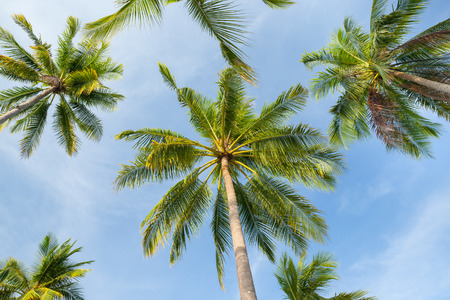 Coconut tree on blue sky in the south of Thailand.の写真素材