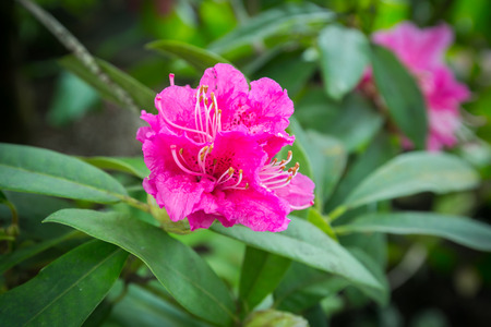 Beautiful flowers in the garden in Singapore.の写真素材