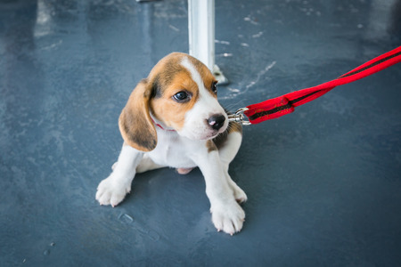 Little puppy on the ferry to Koh Samui.の写真素材