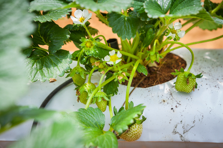 Strawberries growing in lines in greenhouse farmの写真素材