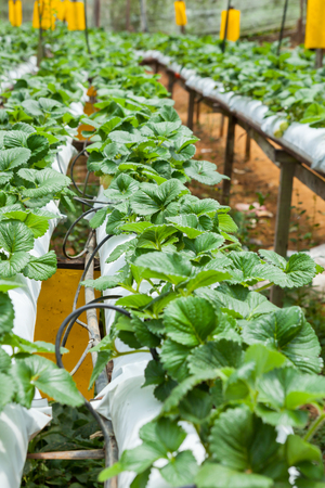 Strawberries growing in lines in greenhouse farmの写真素材