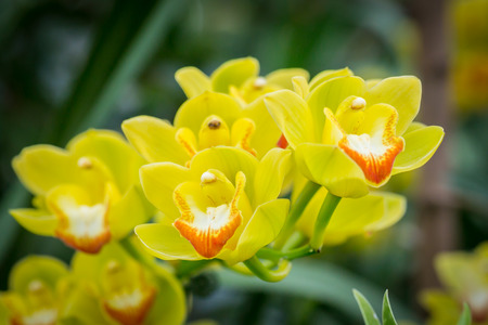 Beautiful flowers in the gardenの写真素材