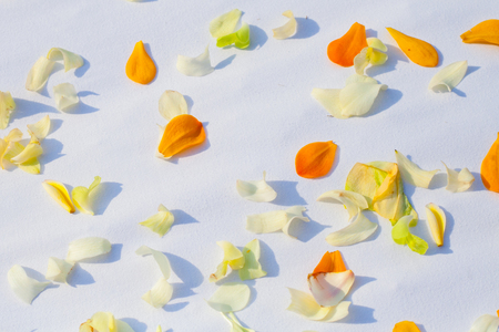 wedding venue, wedding setup,  arch,  decorated with flowers, beach wedding setupの写真素材