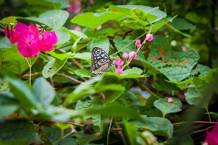 butterfly in the garden at the south of Thailand