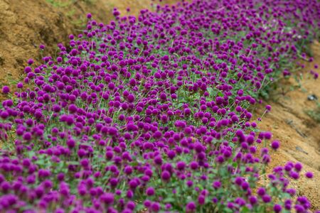 Globe amaranth on the hill side,Malaysiaの写真素材