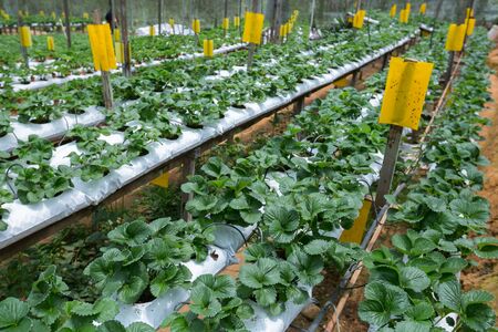 Red Strawberry on Strawberry plant at Cameron Hiland,Malaysiaの写真素材