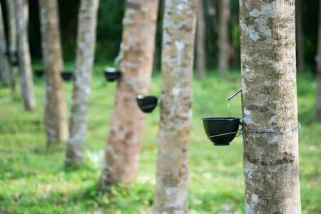 Tapping latex from a rubber tree. Thailand (Selective Focus)の写真素材