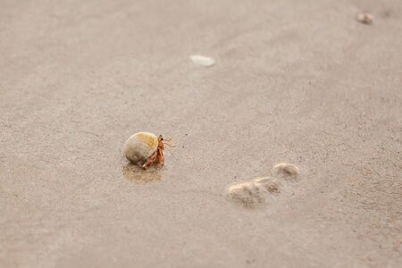 Hermit  crab on sand beach in Andaman sea.