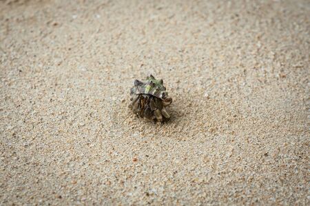 Hermit  crab on sand beach in Andaman sea.