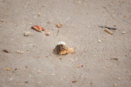 Hermit  crab on sand beach in Andaman sea.