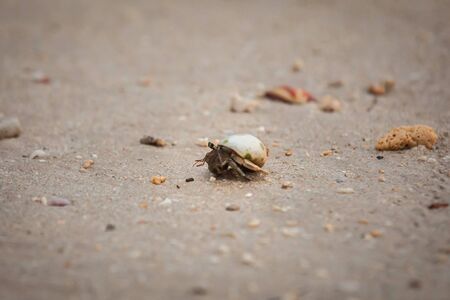 Hermit  crab on sand beach in Andaman sea.の写真素材