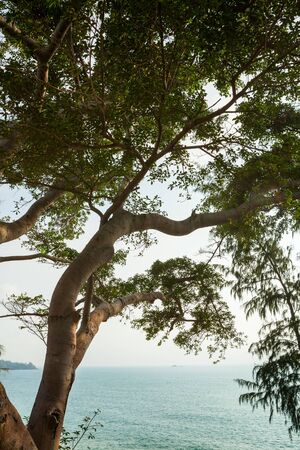tree branch of green leaves on a big tree, nature backgroundの写真素材