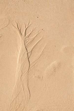 Sand texture. Sandy beach for background. (Selective Focus)の写真素材