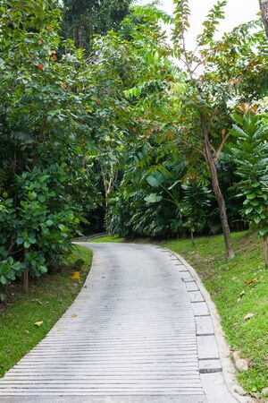 pathway made from cement in tropical garden in Thailand.の写真素材