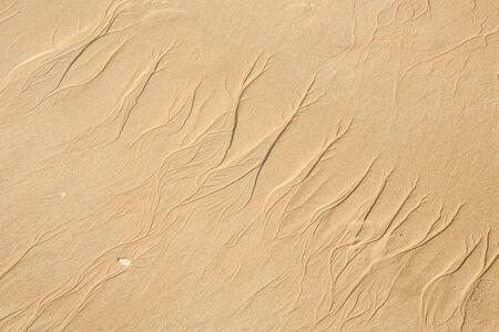 Sand texture. Sandy beach for background. (Selective Focus)の写真素材