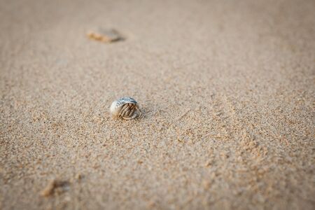 Mini crab, Hermit crab on sand beach in Andaman sea.(Selective Focus)の写真素材