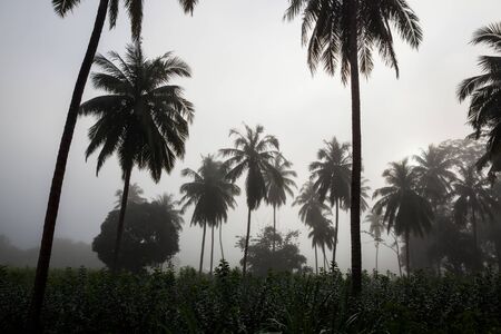 countryside with fog in a coconut plantation at morning.の写真素材