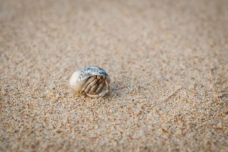 Mini crab, Hermit crab on sand beach in Andaman sea.(Selective Focus)の写真素材