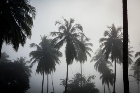 countryside with fog in a coconut plantation at morning.の写真素材