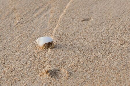 Mini crab, Hermit crab on sand beach in Andaman sea.(Selective Focus)の写真素材