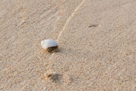Mini crab, Hermit crab on sand beach in Andaman sea.(Selective Focus)の写真素材