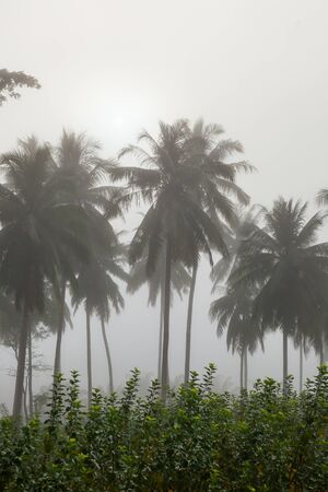 countryside with fog in a coconut plantation at morning.の写真素材