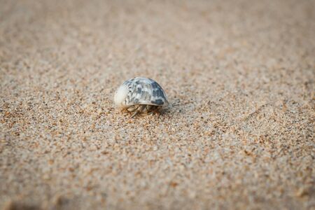 Mini crab, Hermit crab on sand beach in Andaman sea.の写真素材
