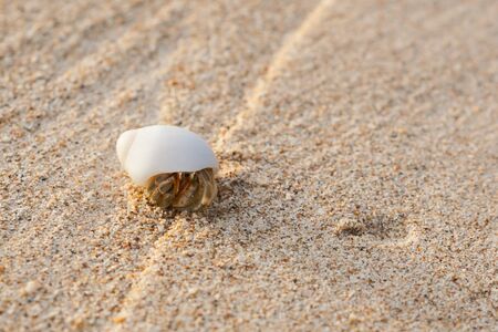 Mini crab, Hermit crab on sand beach in Andaman sea.(Selective Focus)の写真素材