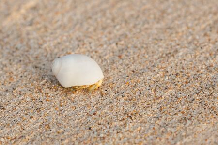 Mini crab, Hermit crab on sand beach in Andaman sea.(Selective Focus)の写真素材