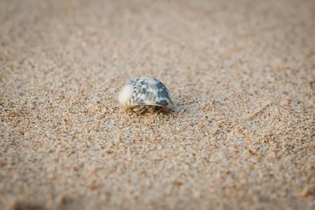 Mini crab, Hermit crab on sand beach in Andaman sea.(Selective Focus)の写真素材